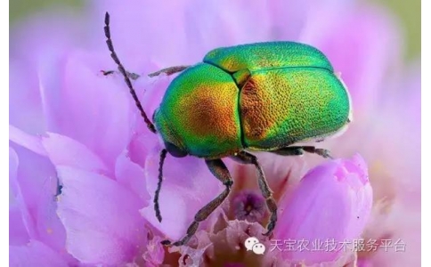 最難防治的地下害蟲及防治技術(shù)匯總【圖譜】